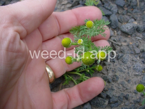 pineapple-weed